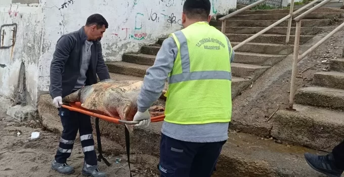 Tekirdağ Sahilinde Ölü Caretta Caretta Bulundu